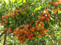 vườn-trái-cây-tại-cồn-sơn